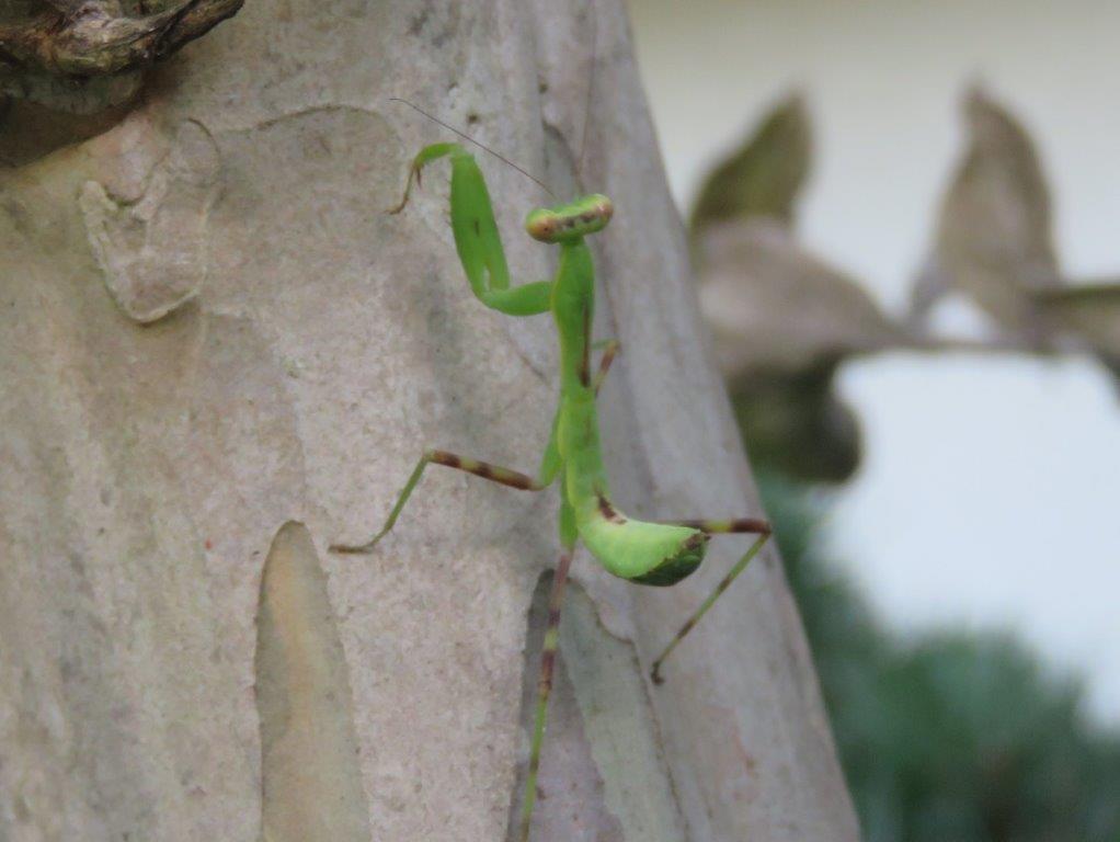 カマキリ